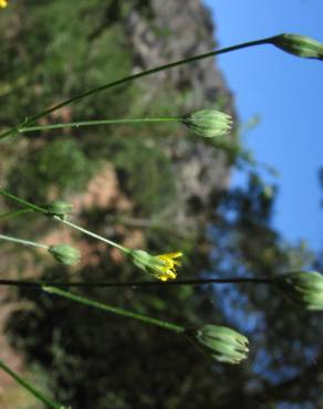Fotografia 7 da espécie Crepis lampsanoides no Jardim Botânico UTAD