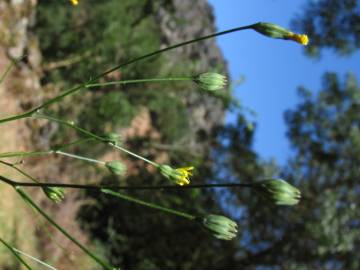 Fotografia da espécie Crepis lampsanoides