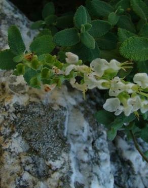 Fotografia 9 da espécie Teucrium salviastrum no Jardim Botânico UTAD