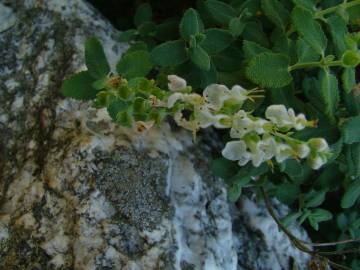 Fotografia da espécie Teucrium salviastrum