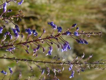 Fotografia da espécie Anarrhinum longipedicellatum