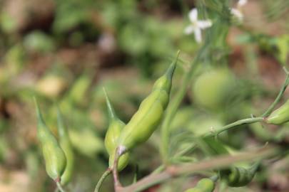 Fotografia da espécie Raphanus raphanistrum subesp. sativus