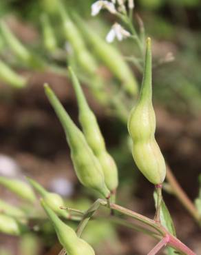 Fotografia 19 da espécie Raphanus raphanistrum subesp. sativus no Jardim Botânico UTAD