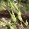 Fotografia 19 da espécie Raphanus raphanistrum subesp. sativus do Jardim Botânico UTAD