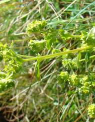 Alchemilla saxatilis