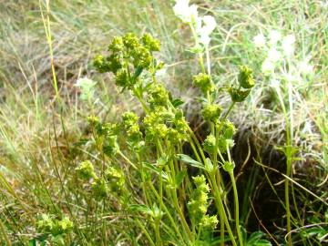 Fotografia da espécie Alchemilla saxatilis