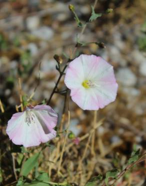 Fotografia 12 da espécie Convolvulus arvensis var. arvensis no Jardim Botânico UTAD