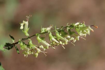 Fotografia da espécie Teucrium scorodonia subesp. scorodonia