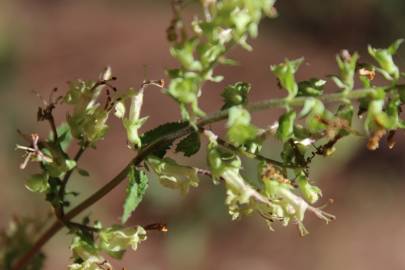 Fotografia da espécie Teucrium scorodonia subesp. scorodonia