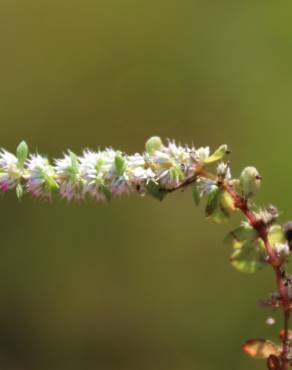 Fotografia 12 da espécie Illecebrum verticillatum no Jardim Botânico UTAD