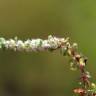 Fotografia 12 da espécie Illecebrum verticillatum do Jardim Botânico UTAD