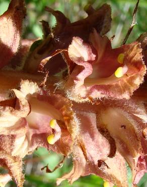 Fotografia 11 da espécie Orobanche gracilis no Jardim Botânico UTAD