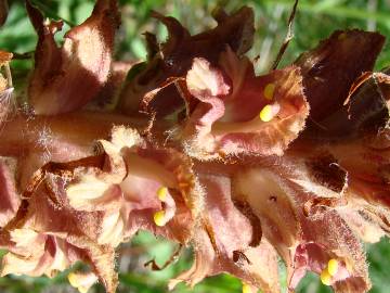 Fotografia da espécie Orobanche gracilis