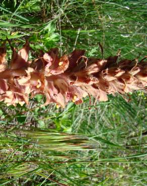 Fotografia 12 da espécie Orobanche gracilis no Jardim Botânico UTAD