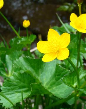 Fotografia 15 da espécie Caltha palustris no Jardim Botânico UTAD