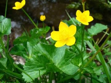 Fotografia da espécie Caltha palustris