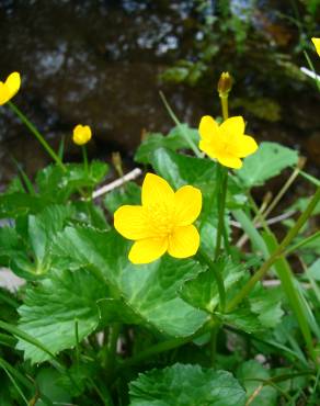 Fotografia 16 da espécie Caltha palustris no Jardim Botânico UTAD