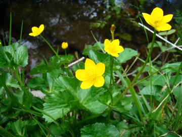 Fotografia da espécie Caltha palustris