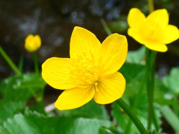 Fotografia da espécie Caltha palustris