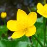 Fotografia 17 da espécie Caltha palustris do Jardim Botânico UTAD