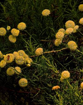 Fotografia 1 da espécie Santolina virens no Jardim Botânico UTAD