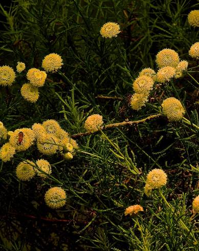 Fotografia de capa Santolina virens - do Jardim Botânico