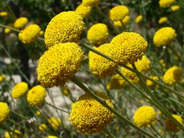 Fotografia da espécie Santolina rosmarinifolia