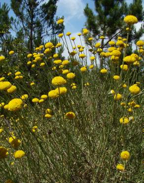 Fotografia 17 da espécie Santolina rosmarinifolia no Jardim Botânico UTAD