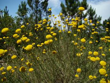 Fotografia da espécie Santolina rosmarinifolia