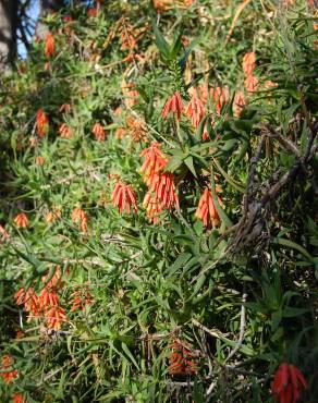 Fotografia 1 da espécie Aloe ciliaris no Jardim Botânico UTAD