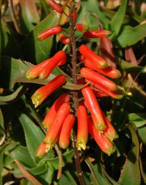 Fotografia 3 da espécie Aloe ciliaris no Jardim Botânico UTAD