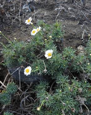 Fotografia 5 da espécie Argyranthemum frutescens no Jardim Botânico UTAD