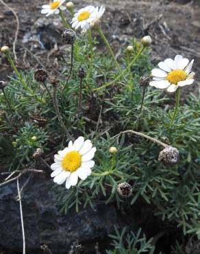 Fotografia 8 da espécie Argyranthemum frutescens no Jardim Botânico UTAD