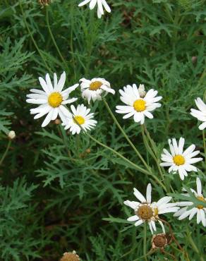 Fotografia 10 da espécie Argyranthemum frutescens no Jardim Botânico UTAD