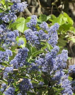 Fotografia 3 da espécie Ceanothus arboreus no Jardim Botânico UTAD