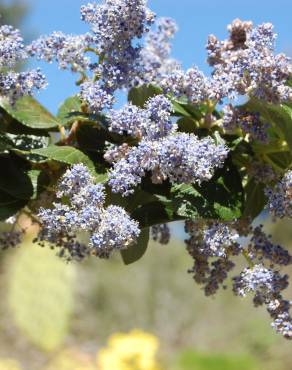 Fotografia 4 da espécie Ceanothus arboreus no Jardim Botânico UTAD