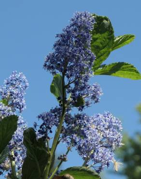 Fotografia 5 da espécie Ceanothus arboreus no Jardim Botânico UTAD