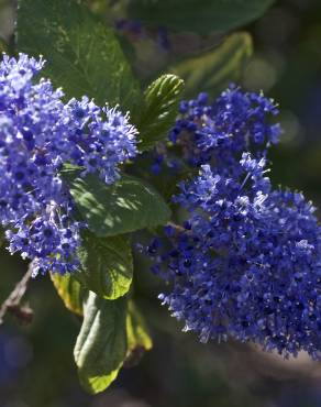 Fotografia 6 da espécie Ceanothus arboreus no Jardim Botânico UTAD