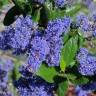 Fotografia 7 da espécie Ceanothus arboreus do Jardim Botânico UTAD