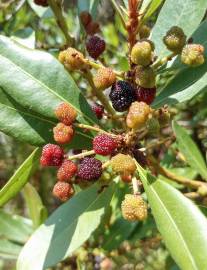 Fotografia da espécie Myrica faya