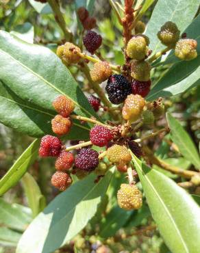 Fotografia 17 da espécie Myrica faya no Jardim Botânico UTAD