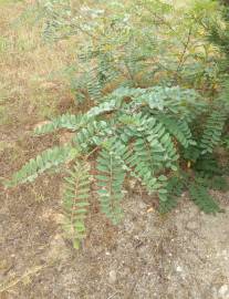 Fotografia da espécie Robinia pseudoacacia