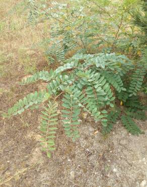 Fotografia 14 da espécie Robinia pseudoacacia no Jardim Botânico UTAD