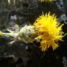 Fotografia 11 da espécie Centaurea ornata do Jardim Botânico UTAD