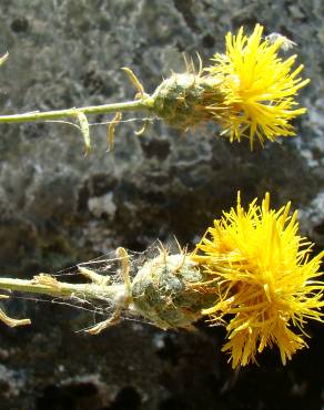 Fotografia 12 da espécie Centaurea ornata no Jardim Botânico UTAD