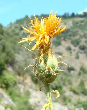 Fotografia 13 da espécie Centaurea ornata no Jardim Botânico UTAD