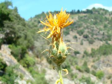 Fotografia da espécie Centaurea ornata