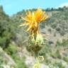 Fotografia 13 da espécie Centaurea ornata do Jardim Botânico UTAD