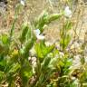 Fotografia 9 da espécie Silene marizii do Jardim Botânico UTAD