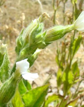 Fotografia 10 da espécie Silene marizii no Jardim Botânico UTAD